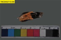 藏品(寄居蟹)的圖片